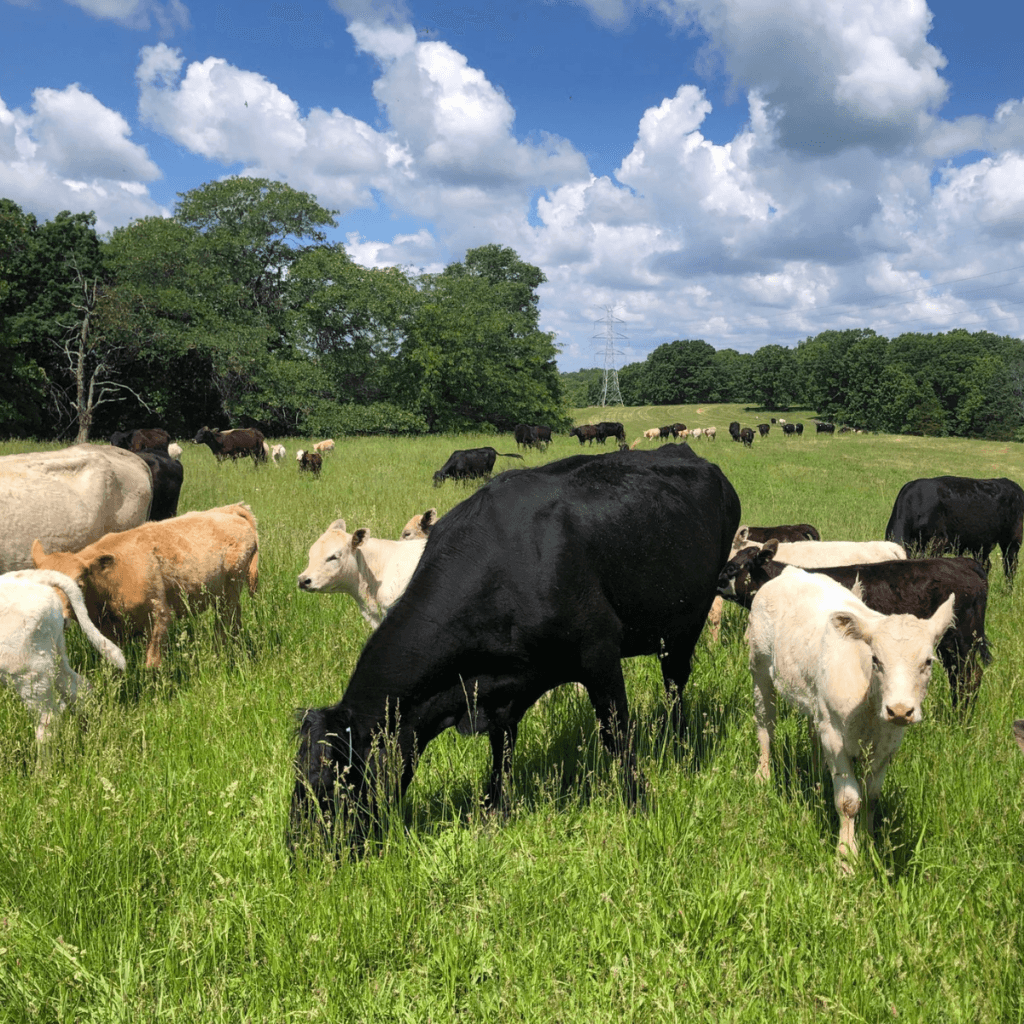 Strategi Jitu Peternak Indonesia Menyambut Lonjakan Konsumsi 2026: Lebih dari Sekadar Stok