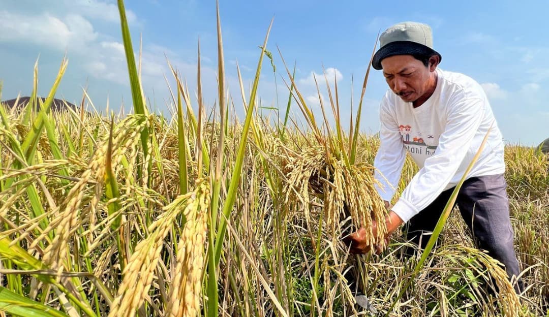 Mengurai Strategi Pemerintah: Bantuan Produksi Pertanian Sebagai Investasi Ketahanan Pangan Nasional