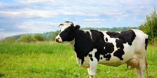 Strategi Jangka Panjang di Balik Kedatangan 1.383 Sapi Australia: Mampukah Indonesia Lepas dari Jerat Impor Susu?