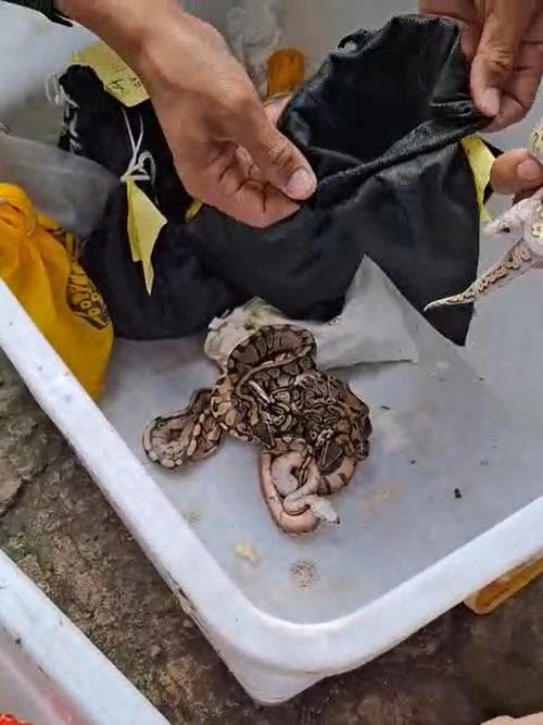 Dari Bali ke Rusia: Kisah Gagal Penyelundupan 202 Satwa Liar yang Bikin Geleng-Geleng Kepala