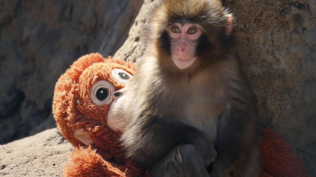 Analisis Fenomena Viral: Bagaimana Sebuah Boneka IKEA Menjadi Simbol Empati Global Melalui Kisah Bayi Monyet