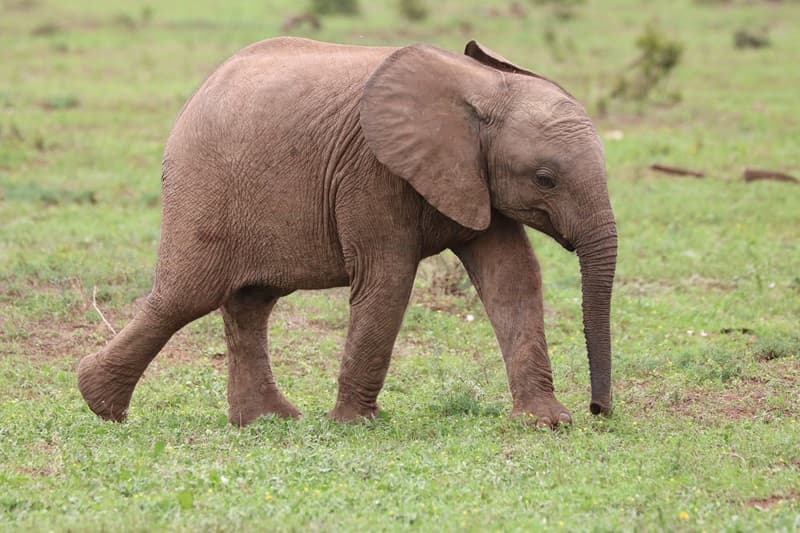 Analisis Mendalam: Fenomena Viral Video Satwa dan Bahaya 'Digital Wildlife Tourism'