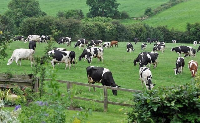 Dari Kandang ke Piring: Analisis Mendalam Kontribusi Peternakan terhadap Pilar Pangan Indonesia