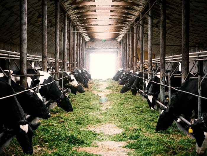 Mengurai Potensi Ekonomi Sektor Peternakan: Dari Tradisional Menuju Bisnis Berkelanjutan