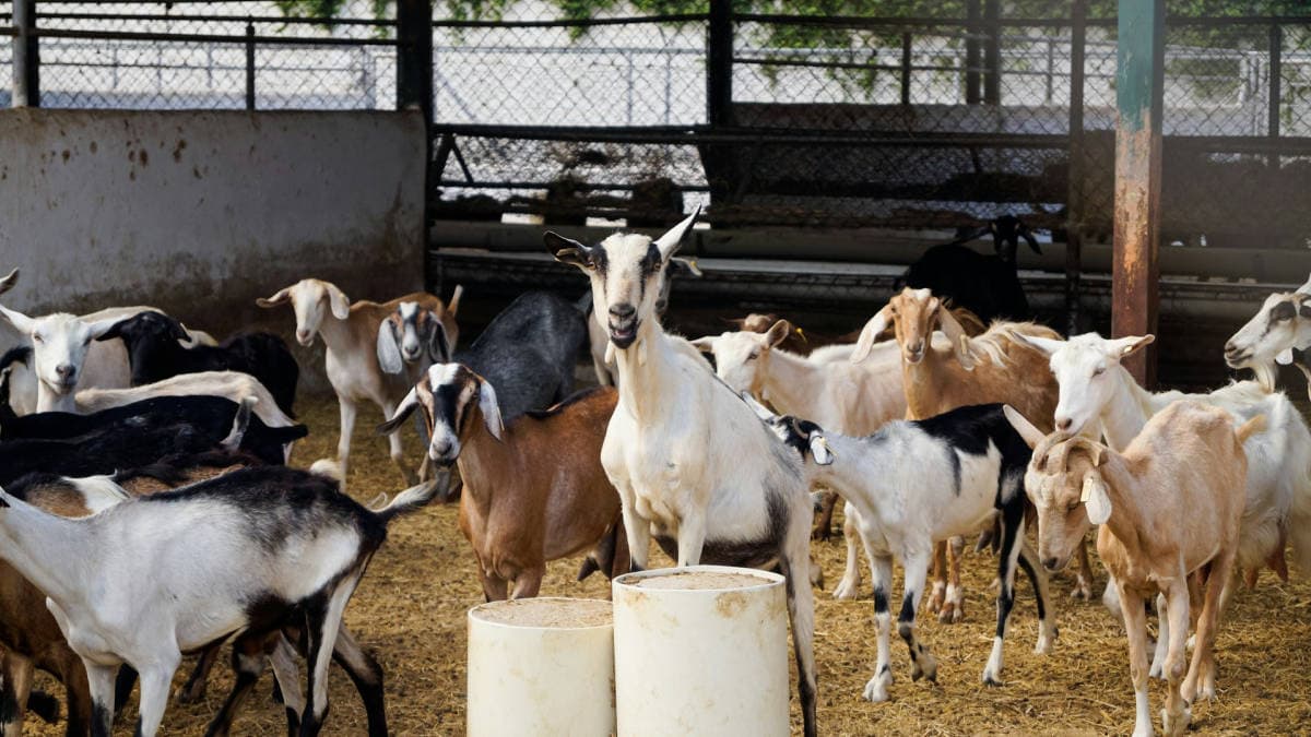 Mengurai Potensi Ekonomi Kambing Perah Jawa Barat: Dari Lahan Petani ke Gelas Konsumen Urban